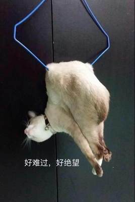 一場虛驚 貓咪與晾衣架的奇妙邂逅